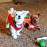 Coco is registered to the contest to win money with this photo: alert, animal, carpet, collar, companion, cute, dog, domestic_animal, ears, floor, fur, indoor, mammal, pet_clothing, pink_clothing, playful, red_clothing, small_dog, toy, two_dogs