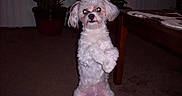 Coco is registered to the contest to win money with this photo: animal, animal_portrait, carpet, cute, dog, domestic, flash, furniture, glowing_eyes, home, indoor, pet, pet_standing, potted_plant, room, small_dog, standing, table, white_dog, wooden_table