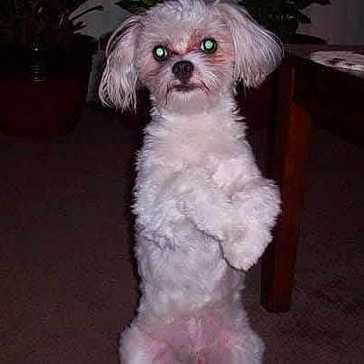 Coco