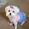 Luna is registered to the contest to win money with this photo: accessory, adorable, animal, blue, bow, carpet, costume, cute, dog, domestic_animal, dress, fluffy, indoor, looking_up, pet, pink, portrait, small_dog, tutu, white_dog