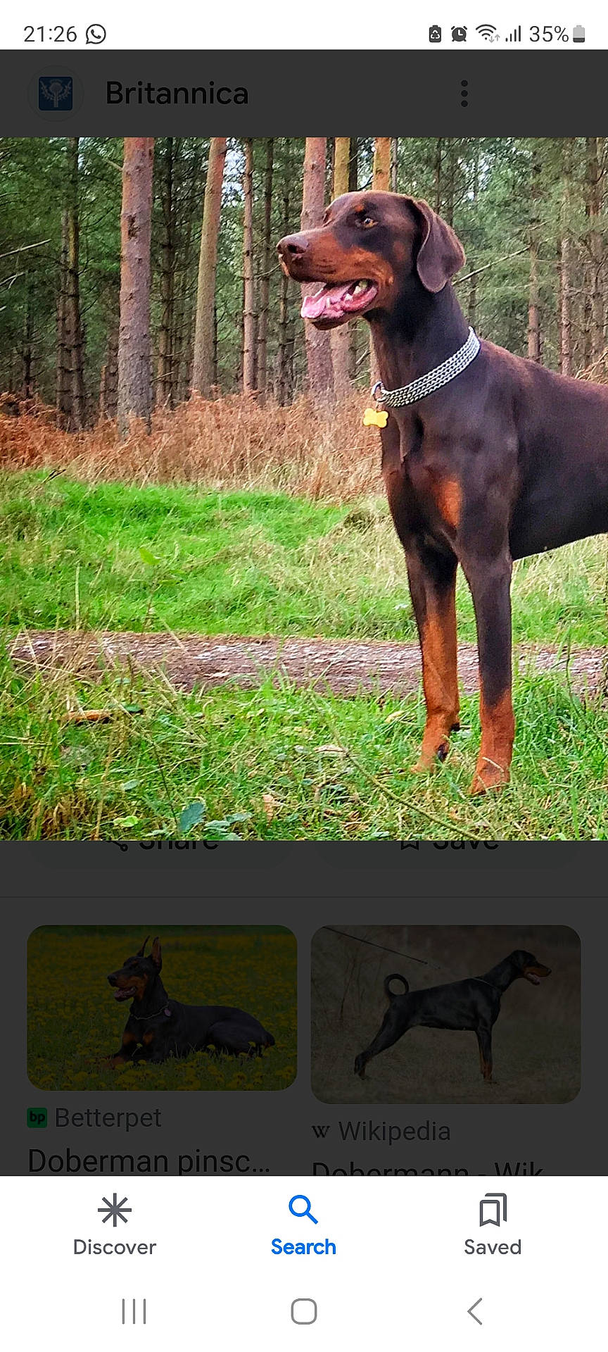 Windsor is registered to the contest to win money with this photo: accessories, animal, canine, dog, field, grass, grassland, grove, hound, labradorretriever, land, nature, outdoors, pet, plant, pointer, text, tree, vegetation, woodland