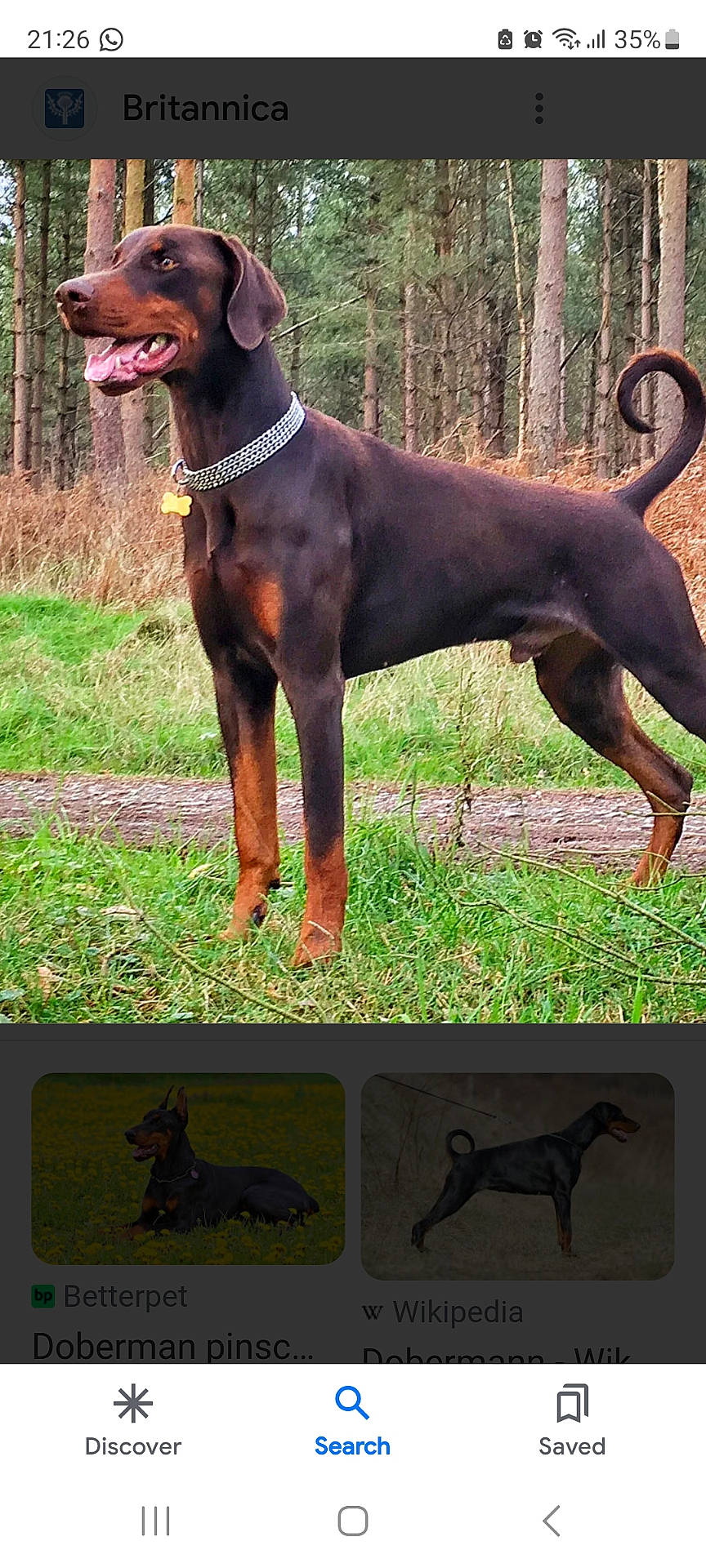 Windsor joined the competition — help win amazing prizes! accessories, animal, appenzeller, art, canine, collage, collar, dog, grass, greatdane, halter, hound, labradorretriever, outdoors, pet, plant, pointer, policedog, strap, text