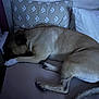 dog, sleeping, bed, pillow, blanket, pet, indoor, resting, fur, canine, animal, cozy, relaxation, quiet, home, brown, white_paw, tail, side_view, comfortable