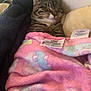 Juni is registered to the contest to win money with this photo: animal, bed, blanket, cat, comfort, cozy, cute, domestic_cat, fleece, fur, indoor, pet, pillows, pink_blanket, relaxed, resting, sleeping, snug, tabby, warm