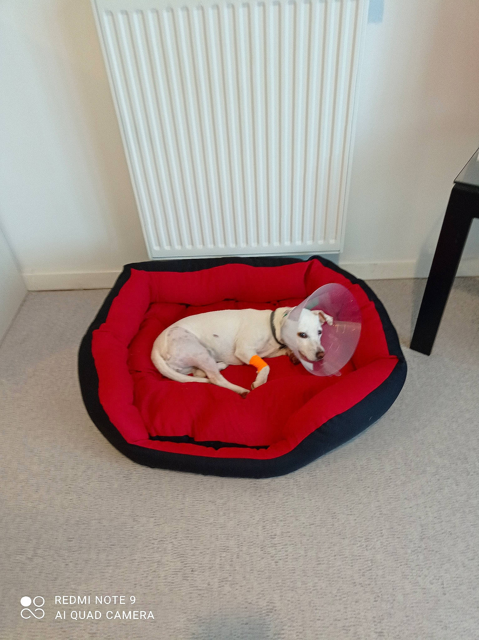 Rebelle a rejoint le concours — aidez-le/la à gagner de superbes lots ! canidae, carnivore, cat_supply, comfort, companion_dog, couch, dog, dog_bed, dog_breed, dog_supply, fawn, felidae, flooring, hardwood, linens, pet_supply, room, sitting, sporting_group, wood