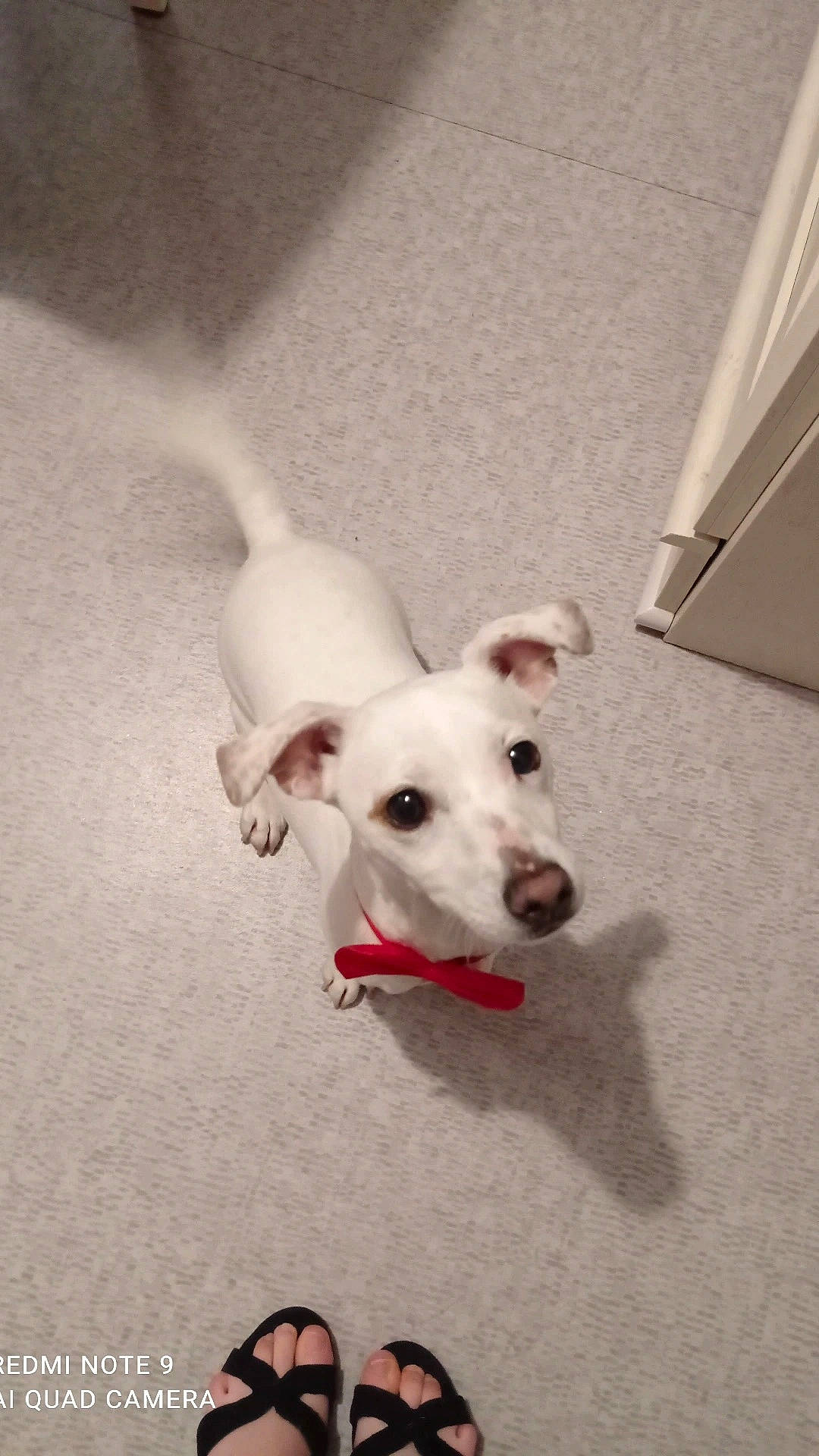 Rebelle participe au concours pour gagner de l'argent avec cette photo : canidae, carnivore, collar, companion_dog, dog, dog_breed, dog_collar, dog_supply, fawn, floor, flooring, foot, paw, snout, sporting_group, tail, toy_dog, whiskers, wood, working_animal