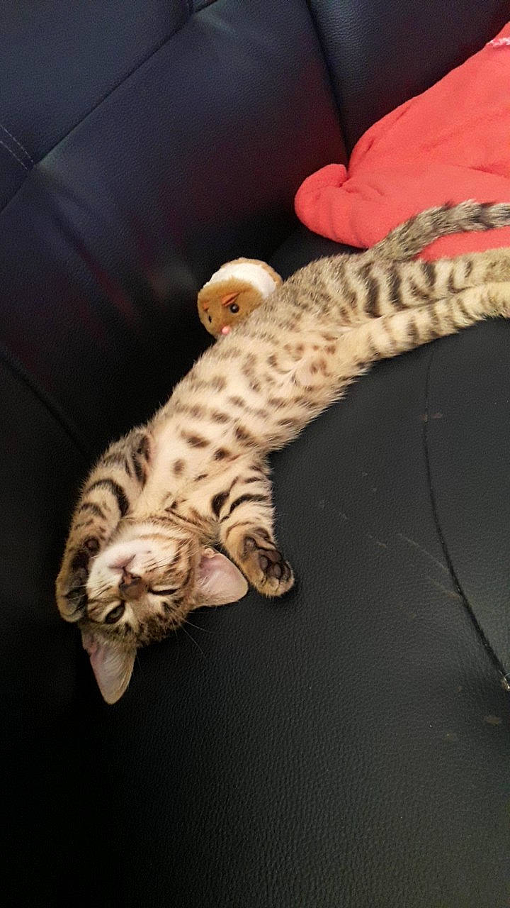 Bibi a rejoint le concours — aidez-le/la à gagner de superbes lots ! carnivore, cat, cat_bed, claw, comfort, couch, domestic_short_haired_cat, fawn, felidae, fur, paw, reptile, scaled_reptile, small_to_medium_sized_cats, snout, tail, terrestrial_animal, whiskers, wildlife, wood