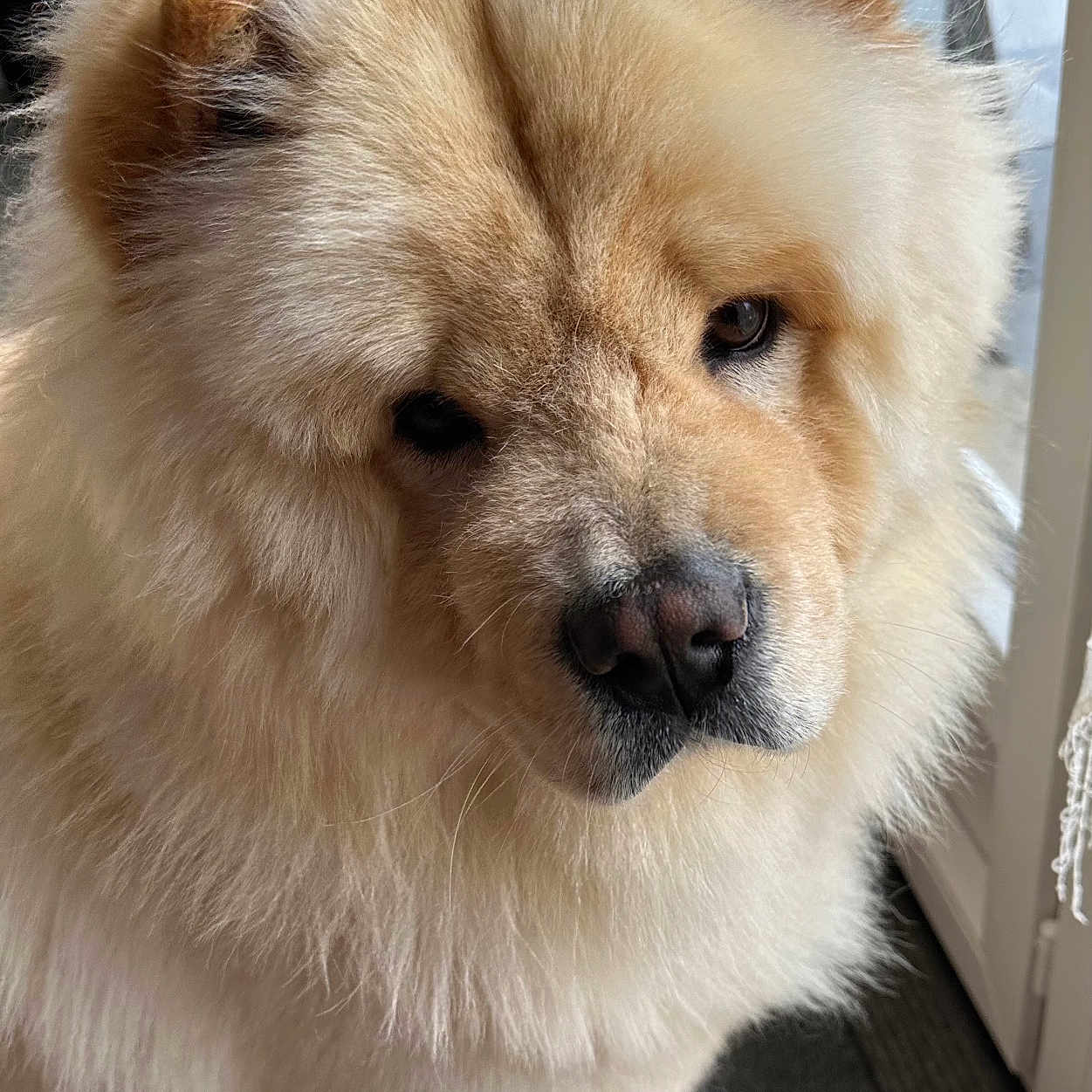 Vitoo a rejoint le concours — aidez-le/la à gagner de superbes lots ! animal, canine, chow_chow, close_up, companion, cream_color, cute, dog, domestic, door, face, fluffy, friendly, fur, indoors, pet, portrait, soft_light, whiskers, window