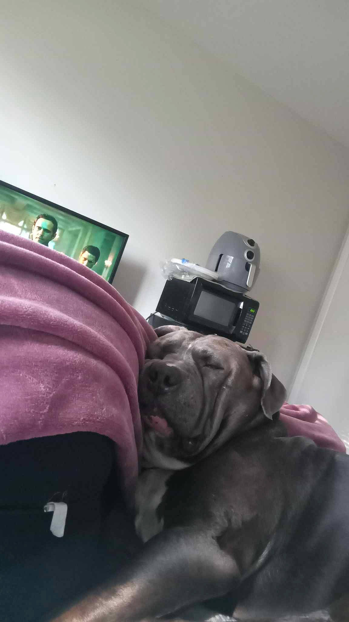 Kasier Allen Saunders is registered to the contest to win money with this photo: camera, camera_lens, carnivore, comfort, companion_dog, couch, dog, dog_breed, fawn, flooring, grey, linens, magenta, purple, reflex_camera, room, snout, sporting_group, toy_dog, working_animal