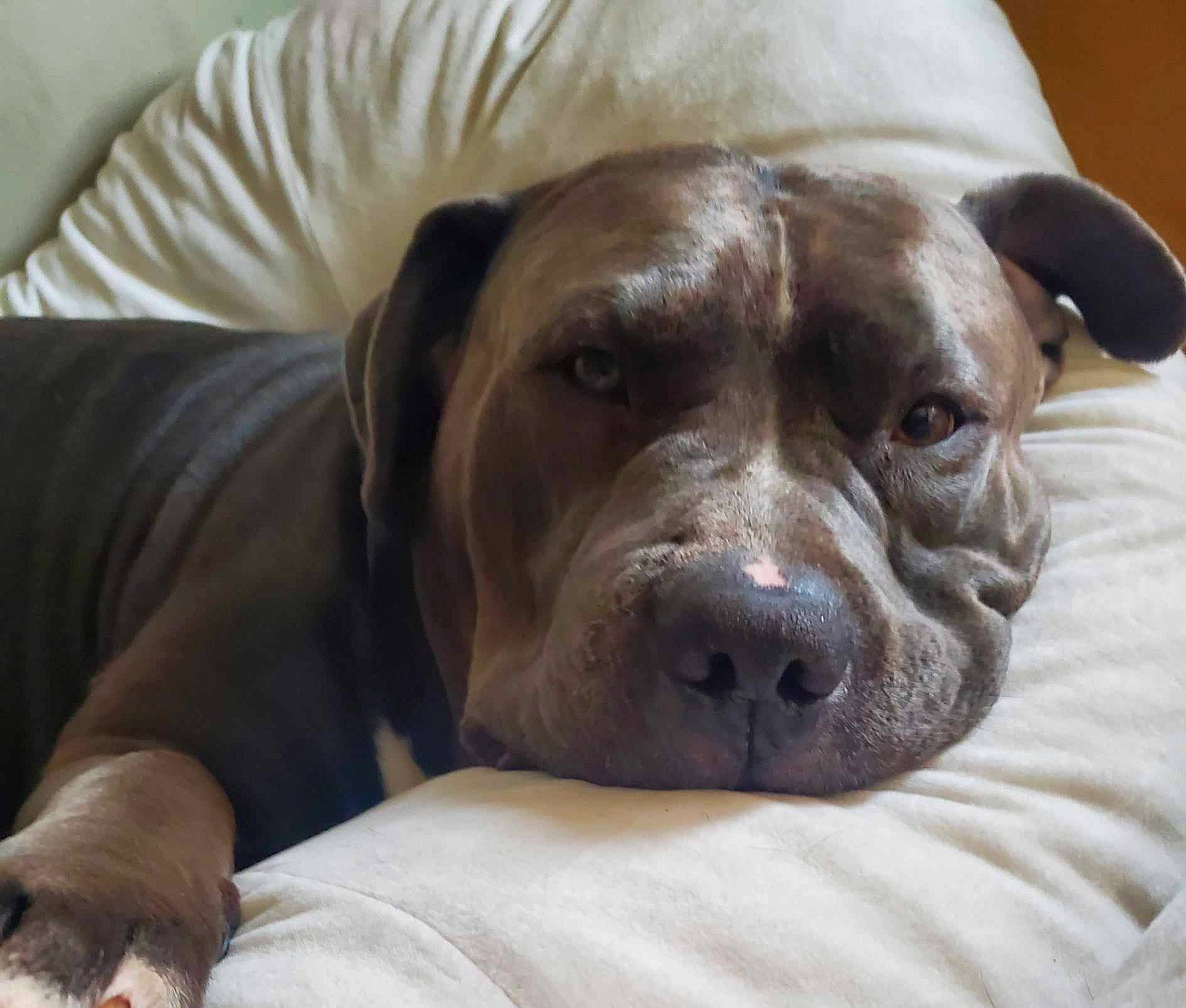 Kasier Allen Saunders joined the competition — help win amazing prizes! canidae, carnivore, comfort, companion_dog, dog, dog_breed, ear, fawn, liver, molosser, non_sporting_group, pet_supply, snout, sporting_group, terrestrial_animal, whiskers, working_animal, wrinkle