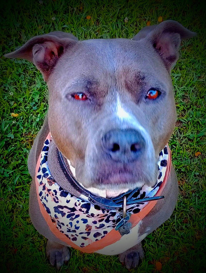 Queen is registered to the contest to win money with this photo: carnivore, circle, collar, companion_dog, dog, dog_breed, electric_blue, eye, fawn, grass, head, jaw, non_sporting_group, snout, sporting_group, terrestrial_animal, whiskers, working_animal