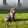 Athena participe au concours pour gagner de l'argent avec cette photo : animal, curious, cute, daylight, decorative_bars, dog, domestic_animal, friendly, garden, grass, gray_dog, nature, outdoor, pet, puppy, sitting, sunlight, wall, window, young_dog