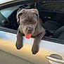 animal, canine, car, curious, dog, door, gray_dog, handle, leash, outdoor, pet, playful, puppy, seat, sunlight, tongue_out, transport, vehicle, window, young_dog