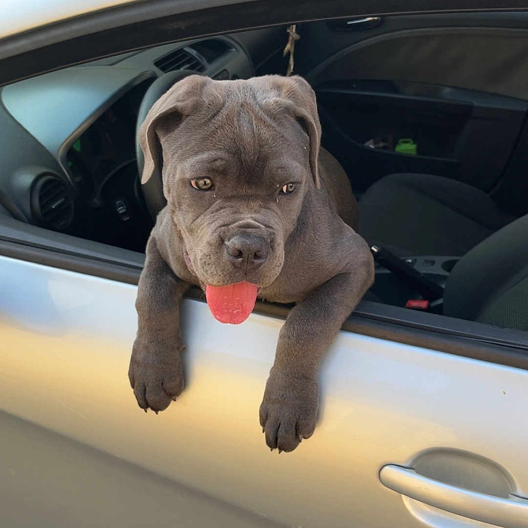 Athena participe au concours pour gagner de l'argent avec cette photo : animal, canine, car, curious, dog, door, gray_dog, handle, leash, outdoor, pet, playful, puppy, seat, sunlight, tongue_out, transport, vehicle, window, young_dog