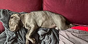 Athena a rejoint le concours — aidez-le/la à gagner de superbes lots ! animal, blanket, comfort, couch, cozy, cute, dog, domestic, fur, home, indoor, living_room, nap, pet, pillow, puppy, relaxation, rest, sleeping, soft