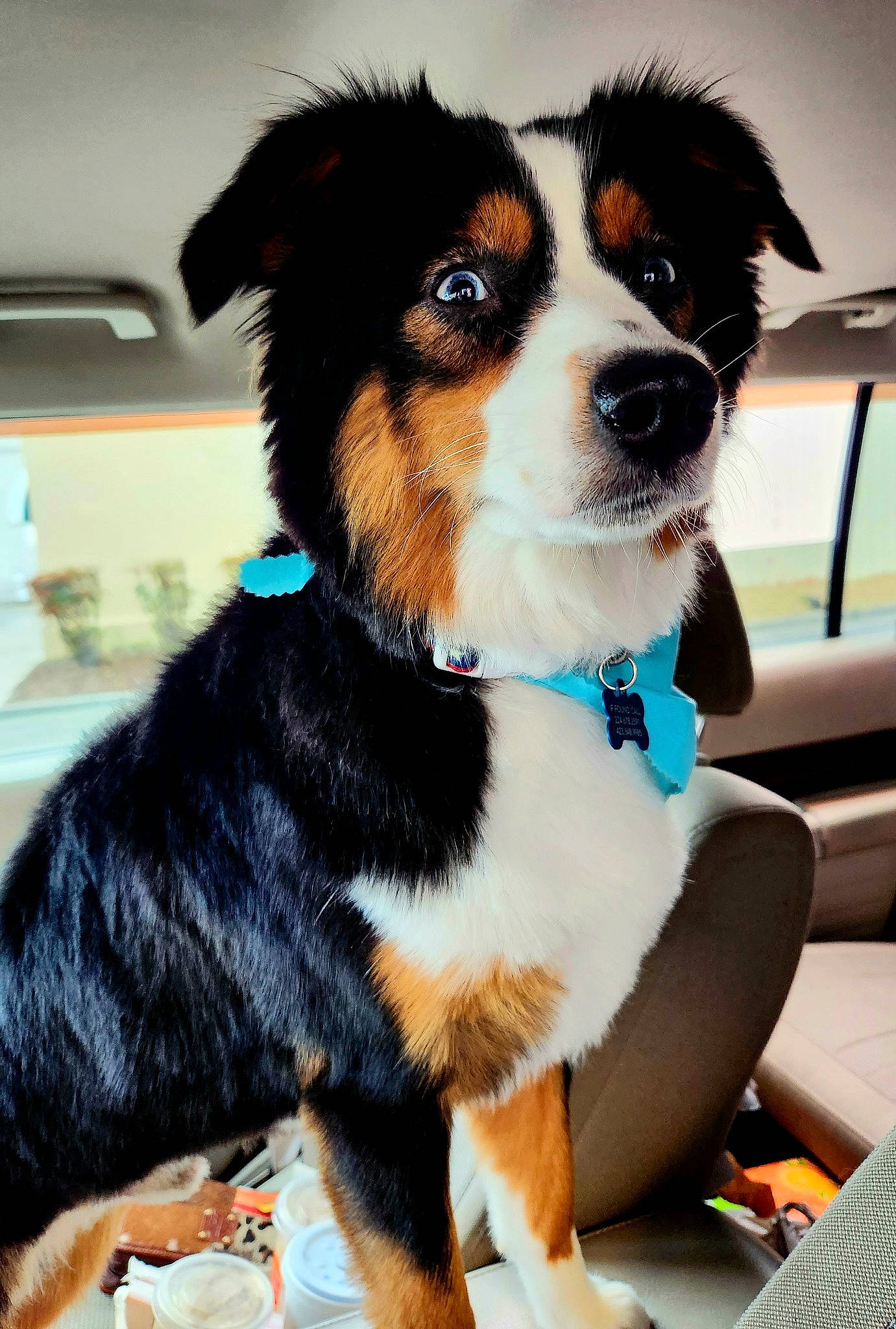 Bear joined the competition — help win amazing prizes! bernese_mountain_dog, bow_tie, canidae, carnivore, collar, companion_dog, dog, dog_breed, dog_collar, dog_supply, eyewear, fashion_accessory, fur, leash, snout, sporting_group, toy_dog, whiskers, working_animal, working_dog