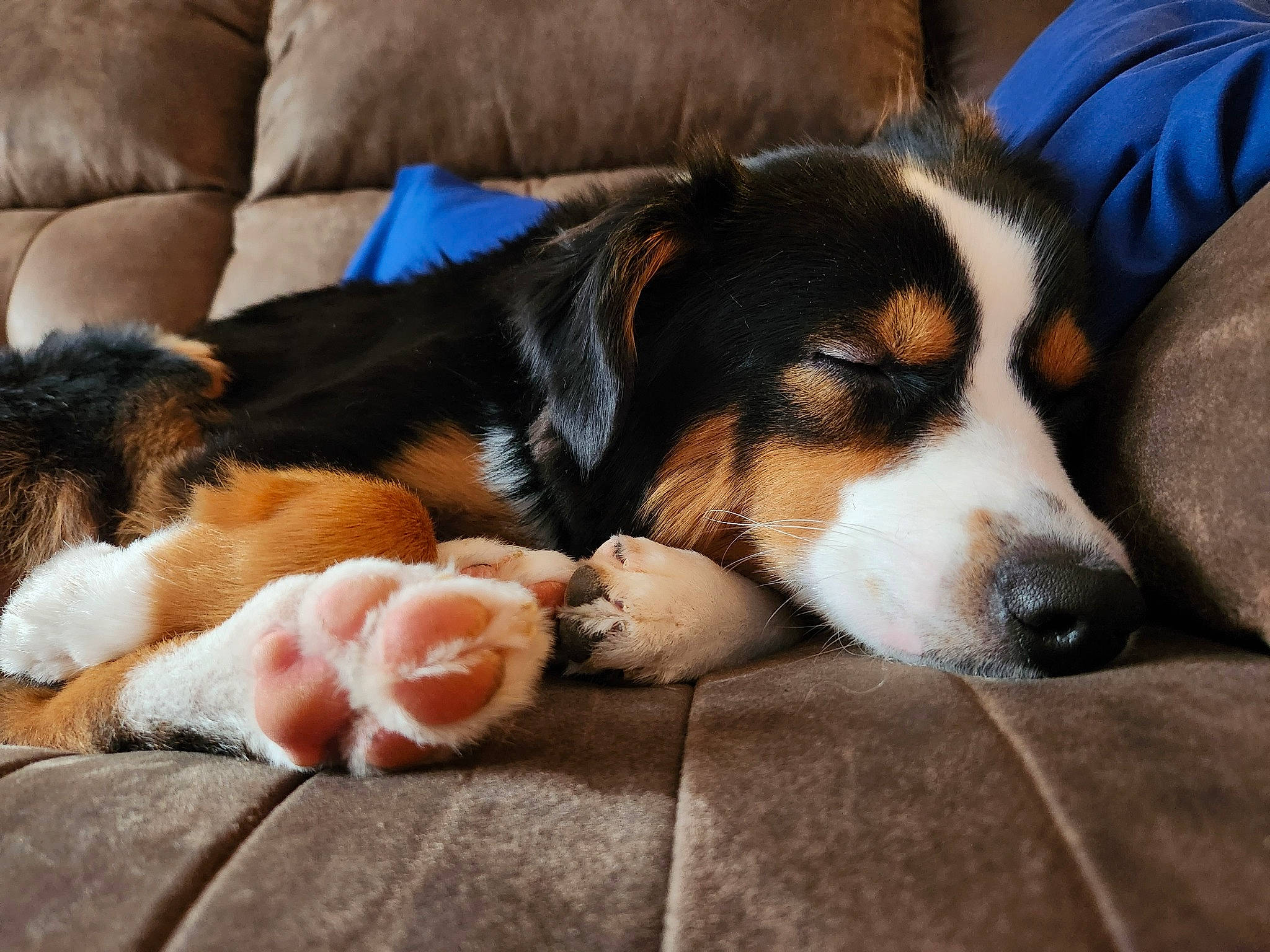 Bear is registered to the contest to win money with this photo: canidae, carnivore, comfort, companion_dog, couch, dog, dog_breed, fur, hound, living_room, nap, paw, scent_hound, snout, sporting_group, tail, toy, whiskers, working_dog