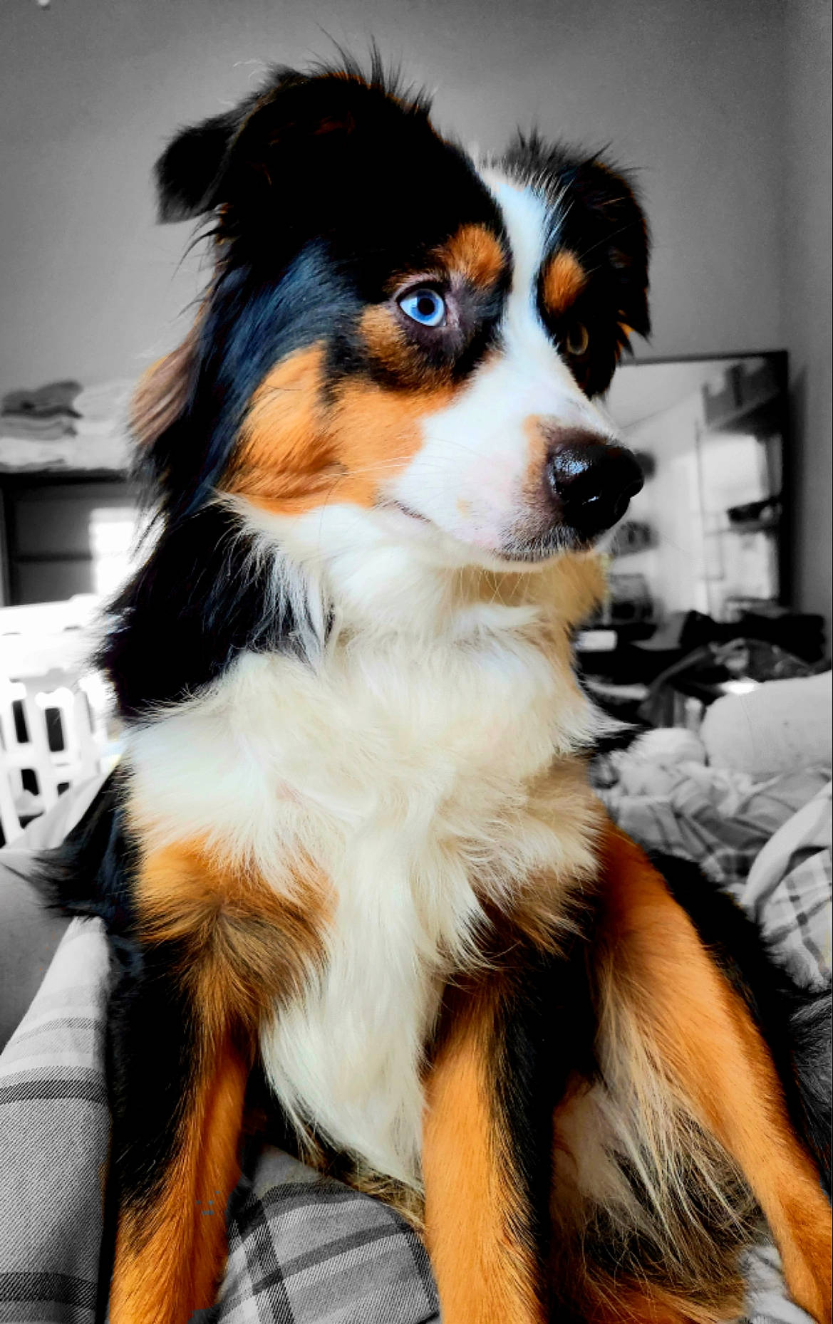 Bear joined the competition — help win amazing prizes! canidae, carnivore, companion_dog, dog, dog_breed, fur, picture_frame, snout, sporting_group, whiskers, working_animal, working_dog