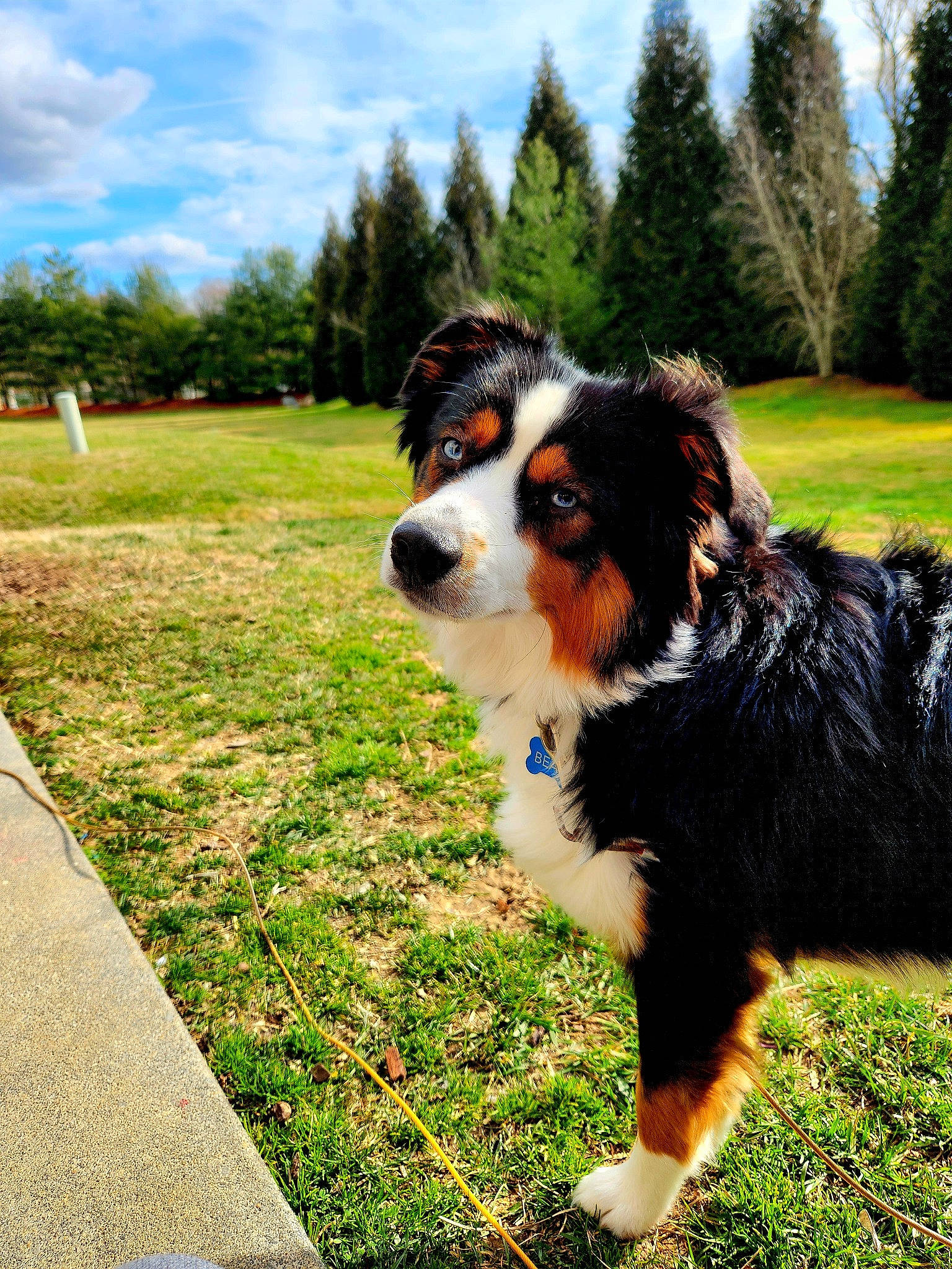 Bear is registered to the contest to win money with this photo: australian_shepherd, bernese_mountain_dog, canidae, carnivore, cloud, collar, companion_dog, dog, dog_breed, grass, herding_dog, plant, sky, snout, sporting_group, tree, working_dog