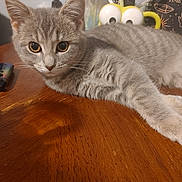 Cora is registered to the contest to win money with this photo: cat, closeup, curious, cute, domestic, eyes, feline, fur, googly_eyes, gray_tabby, indoor, mug, pens, pet, relaxing, scissors, stationery, table, whiskers, wood