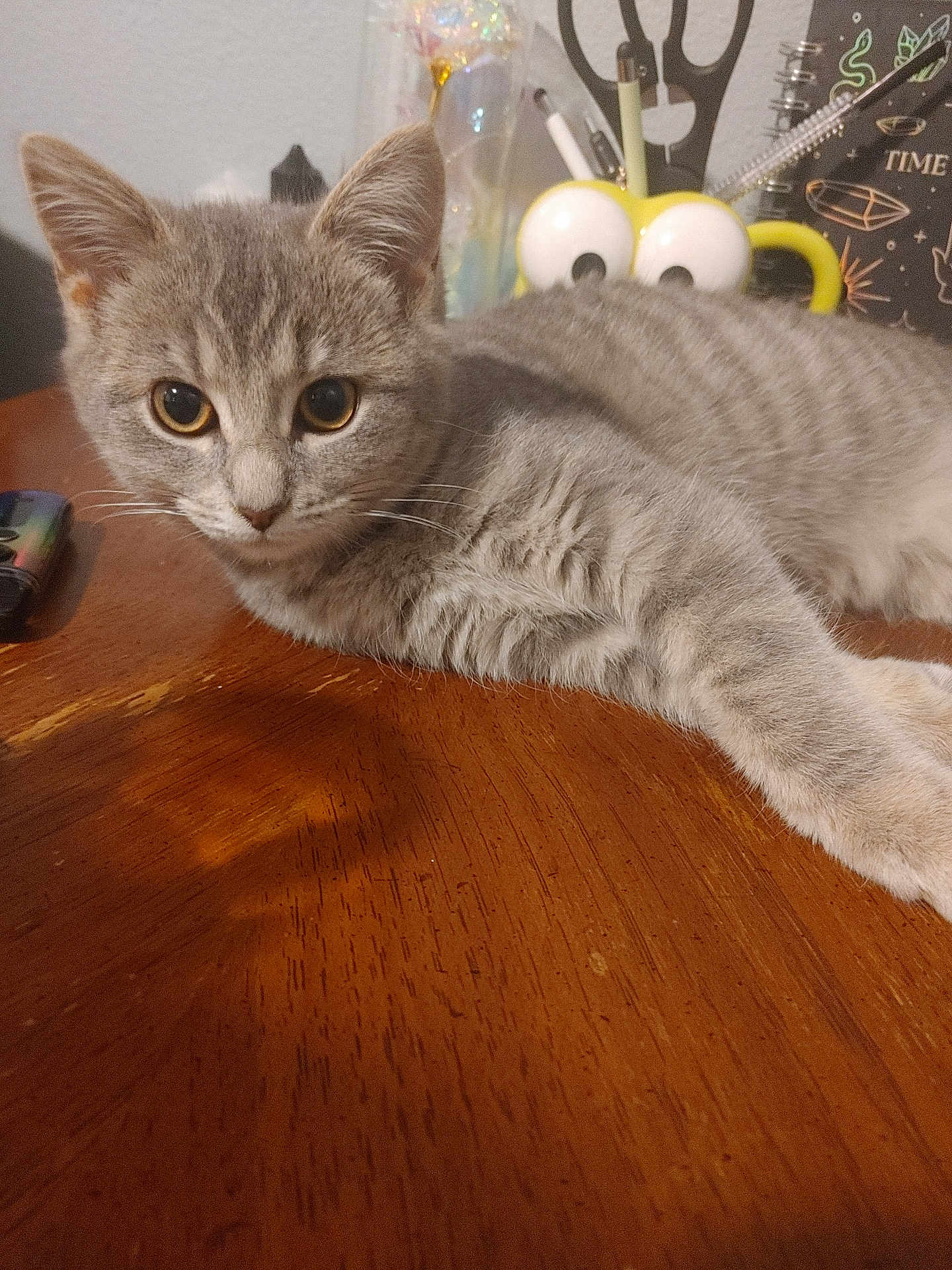 Cora is registered to the contest to win money with this photo: cat, closeup, curious, cute, domestic, eyes, feline, fur, googly_eyes, gray_tabby, indoor, mug, pens, pet, relaxing, scissors, stationery, table, whiskers, wood