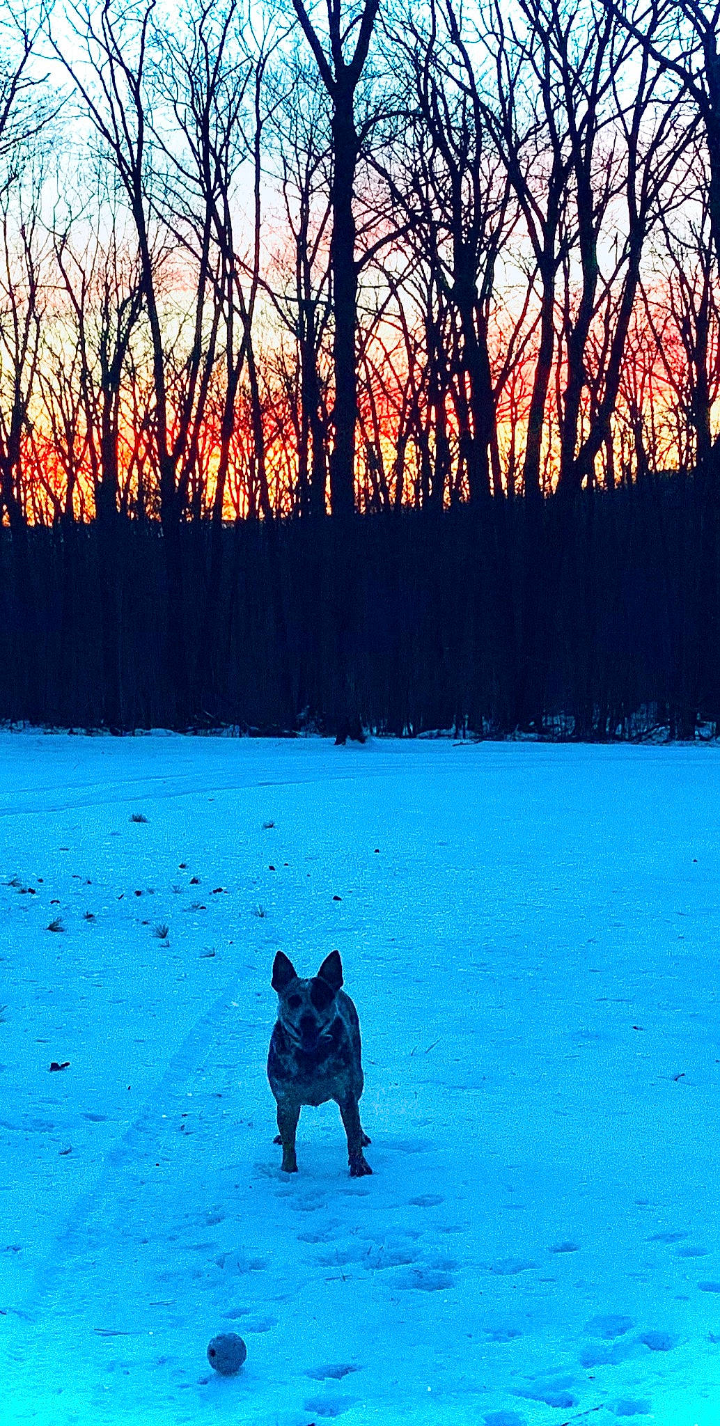 Minnow joined the competition — help win amazing prizes! canidae, carnivore, dog, dog_breed, dog_walking, evening, fawn, french_bulldog, guard_dog, non_sporting_group, schipperke, sky, snow, sporting_group, tree, winter