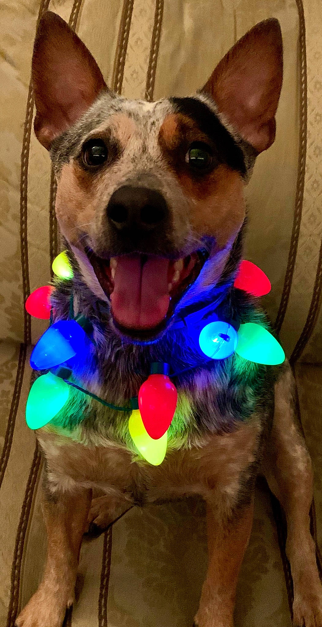 Minnow is registered to the contest to win money with this photo: australian_cattle_dog, canidae, carnivore, dog, dog_breed, dog_clothes, dog_collar, dog_toy, fashion_accessory, feist, holiday, mammal, rat_terrier, snout