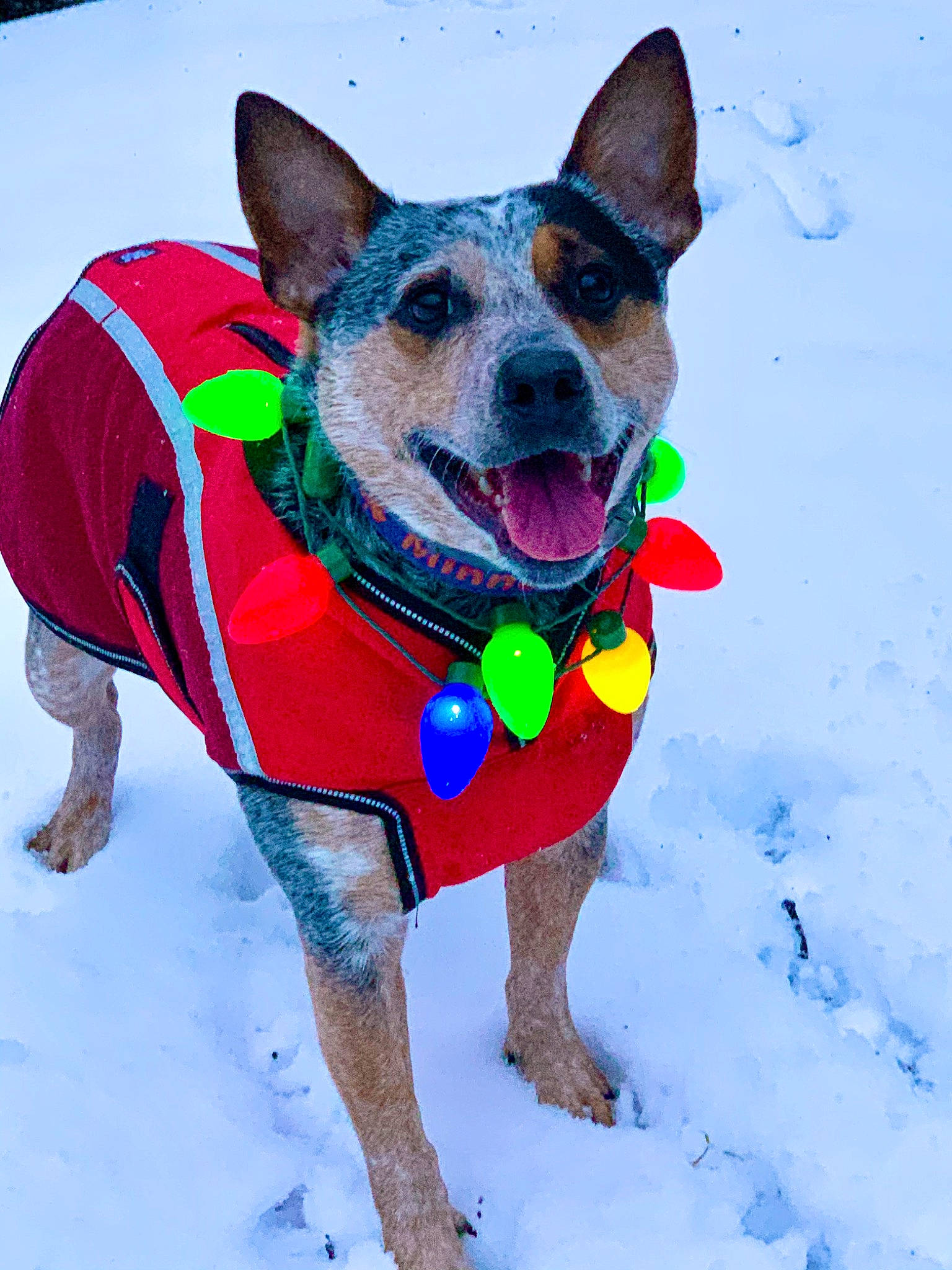 Minnow joined the competition — help win amazing prizes! australian_cattle_dog, canidae, carnivore, collar, dog, dog_breed, dog_clothes, dog_supply, mammal, rat_terrier, snout, snow, sporting_group, vertebrate, winter, working_dog