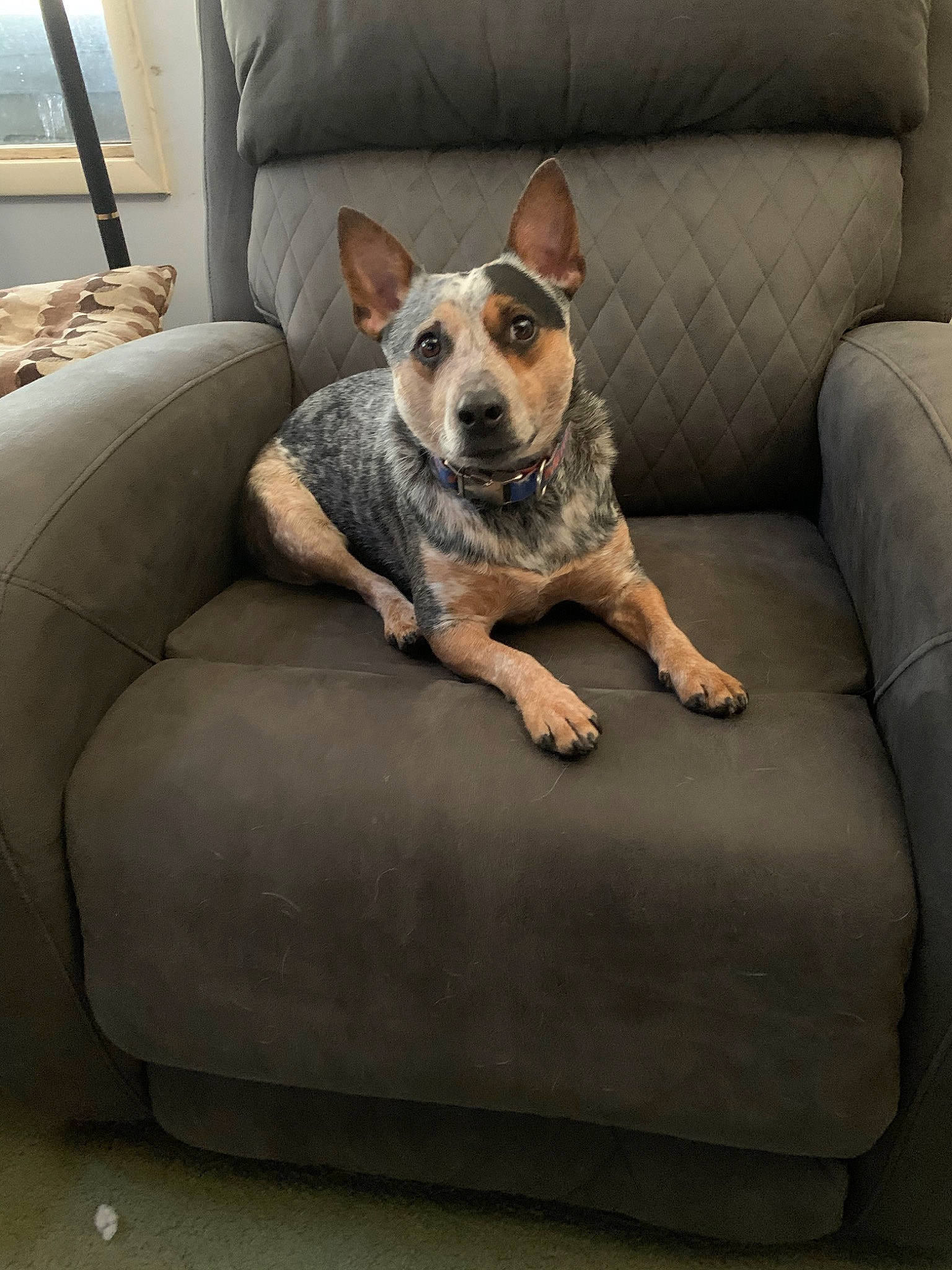 Minnow is registered to the contest to win money with this photo: australian_cattle_dog, canidae, carnivore, chair, comfort, companion_dog, couch, cushion, dog, dog_bed, dog_breed, fawn, furniture, mammal