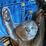 Margaret joined the competition — help win amazing prizes! animal, blue_jeans, cat, closeup, cozy, cute, denim, fabric, fur, indoor, kitten, knitted_blanket, nap, paw, pet, relaxation, resting, sleeping, soft, whiskers
