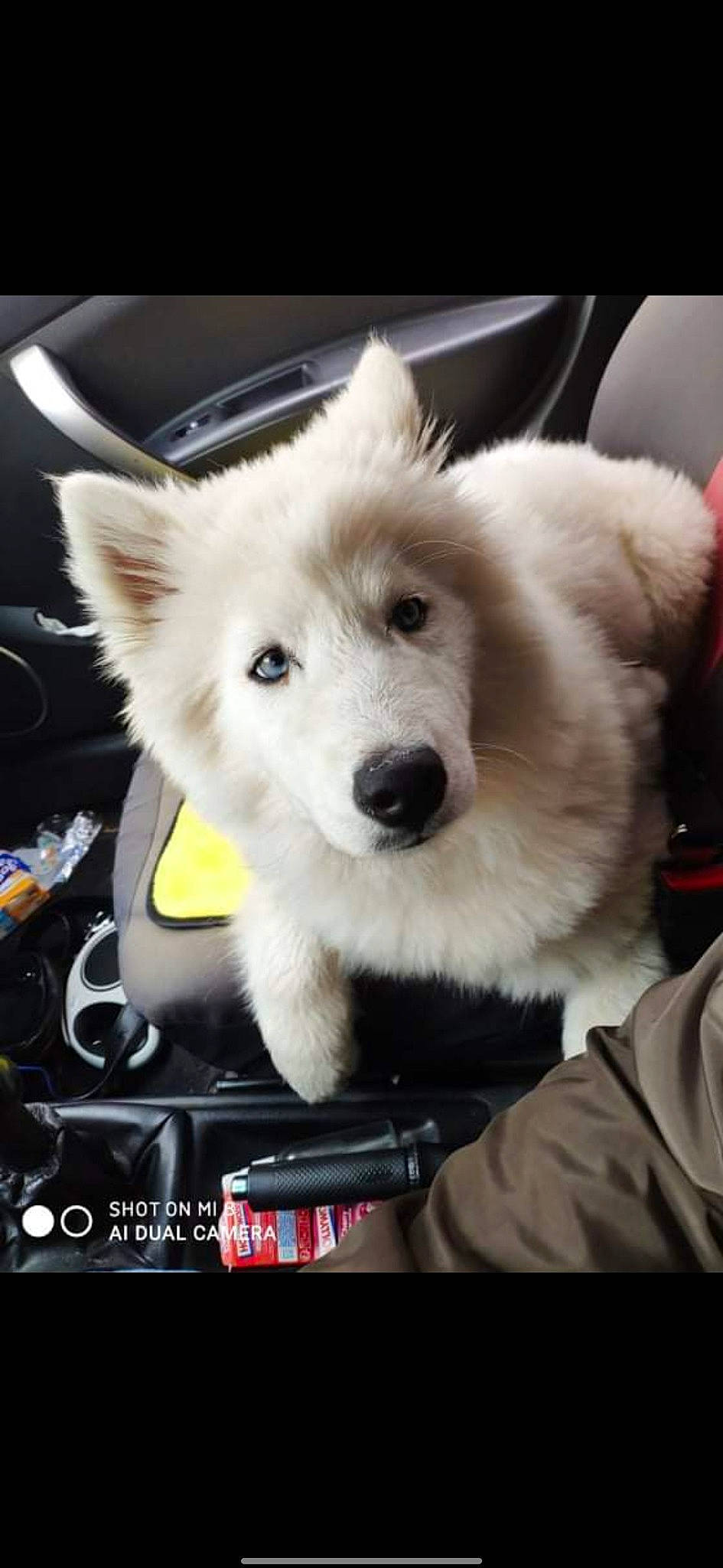 Everest a rejoint le concours — aidez-le/la à gagner de superbes lots ! ancient_dog_breeds, carnivore, collar, companion_dog, dog, dog_breed, dog_supply, fur, german_spitz, german_spitz_mittel, giant_dog_breed, photo_caption, pomeranian, puppy, samoyed, spitz, sporting_group, volpino_italiano, whiskers, working_dog