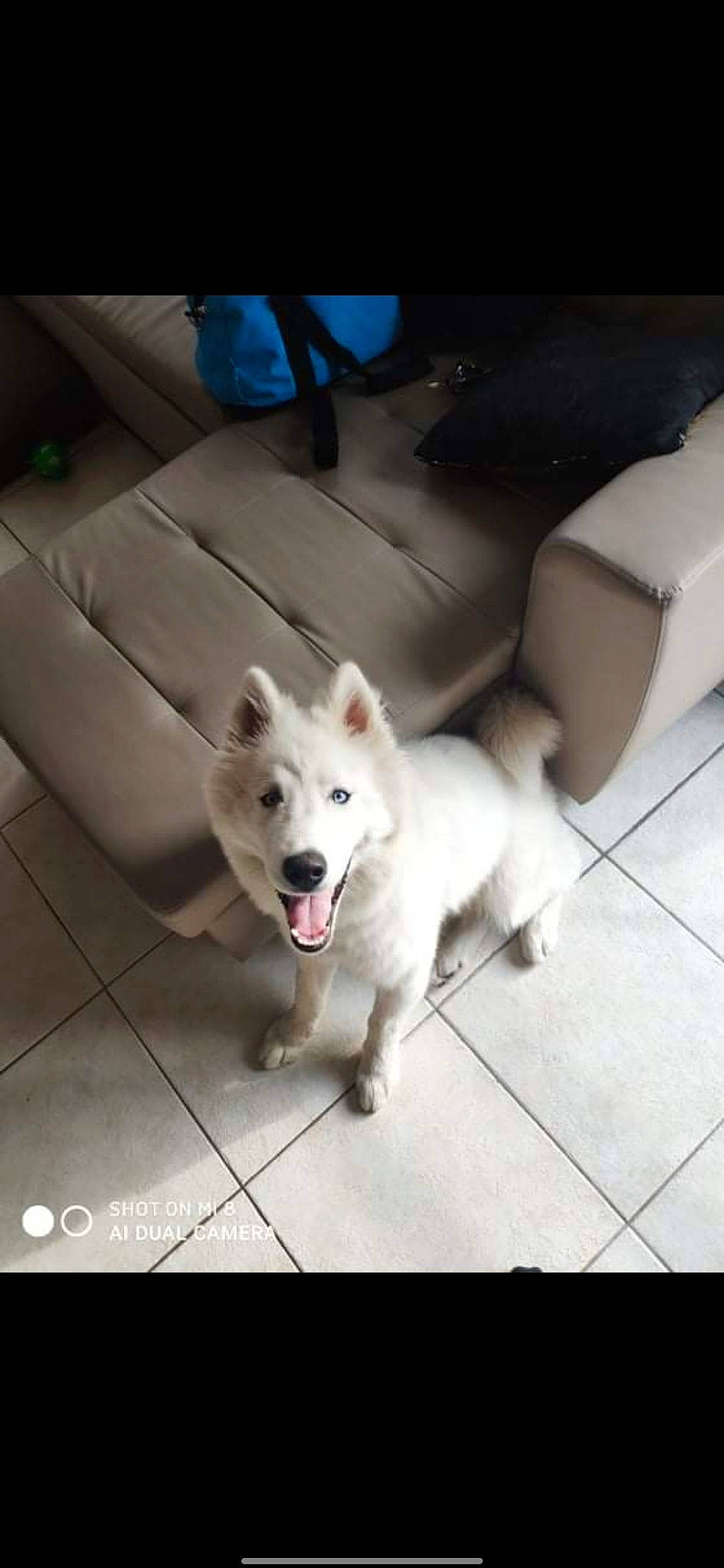 Everest participe au concours pour gagner de l'argent avec cette photo : car, carnivore, companion_dog, couch, dog, dog_breed, door, floor, flooring, fur, metal, paw, square, tail, tints_and_shades, vehicle, whiskers, window, windshield, working_animal