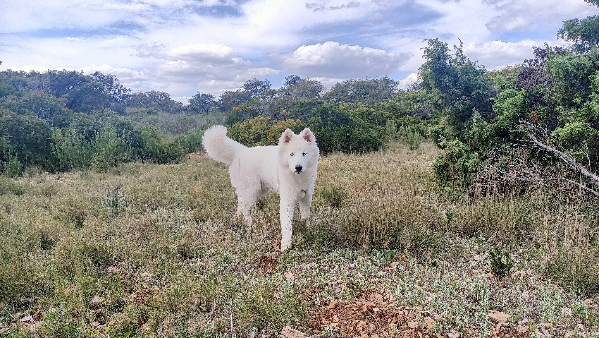 Everest participe au concours pour gagner de l'argent avec cette photo : canidae, carnivore, cloud, companion_dog, cumulus, dog, dog_breed, fawn, grass, grassland, landscape, natural_landscape, plant, sky, spitz, sporting_group, tail, tree, wildlife, working_animal