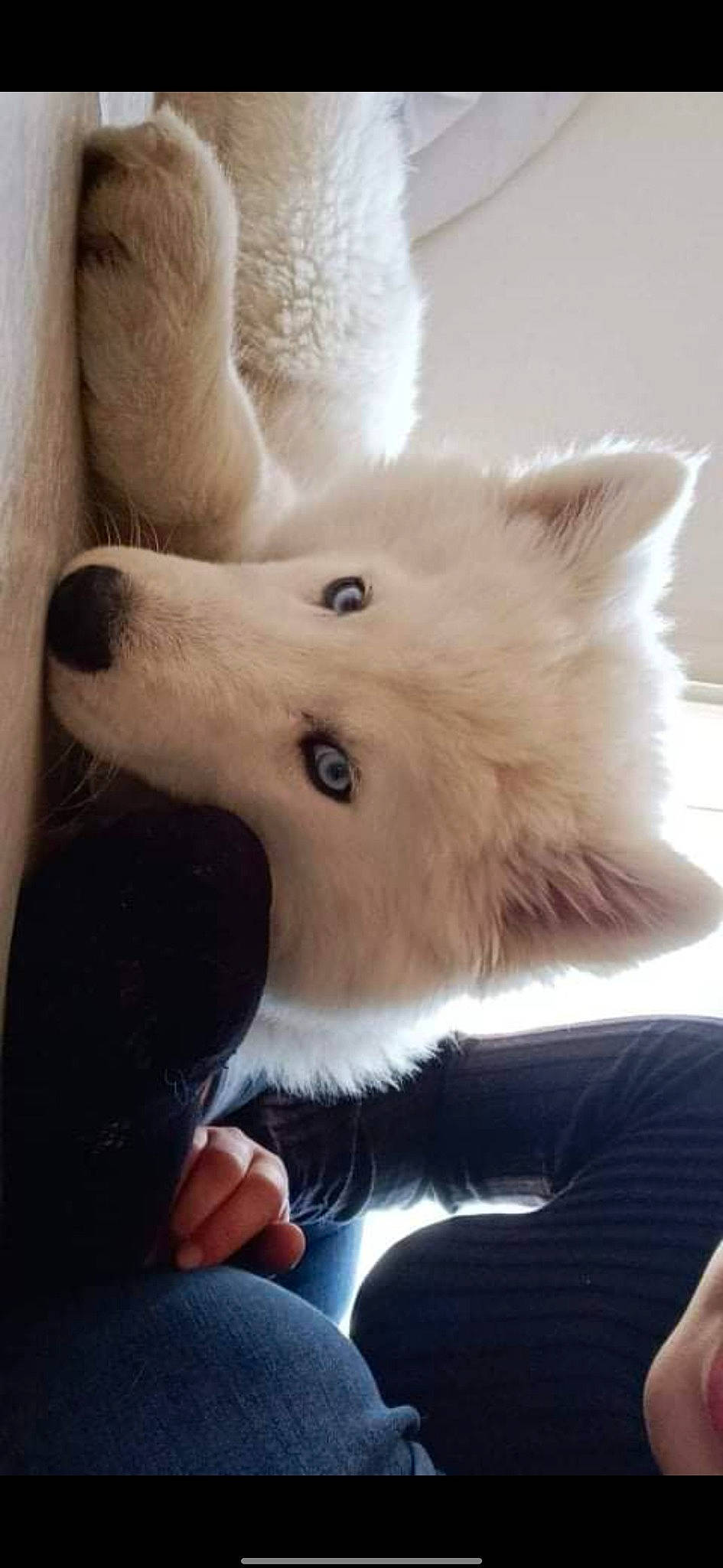 Everest participe au concours pour gagner de l'argent avec cette photo : carnivore, companion_dog, dog, dog_breed, ear, felidae, fur, german_spitz, german_spitz_mittel, gesture, indian_spitz, japanese_spitz, jaw, samoyed, small_to_medium_sized_cats, snout, spitz, volpino_italiano, whiskers, working_animal