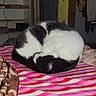 Mavice is registered to the contest to win money with this photo: animal, bedroom, black_and_white, blanket, cat, clothing, comfort, cozy, curled_up, cute, domestic_animal, fur, furniture, household, indoor, pet, resting, shelf, sleeping, striped