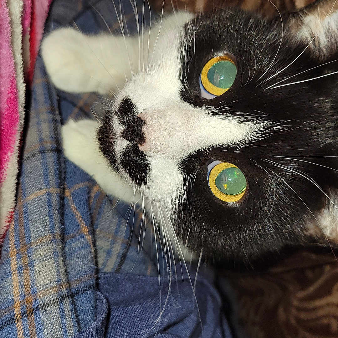 Mavice is registered to the contest to win money with this photo: animal, black_and_white, blanket, cat, close_up, cozy, cute, domestic, eyes, fabric, feline, fur, indoor, looking_up, pattern, pet, plaid, portrait, warm, whiskers