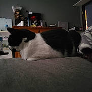 Mavice is registered to the contest to win money with this photo: bed, black_and_white, blanket, bottle, cat, clutter, decor, dim_light, door, furniture, indoor, loaf_position, relaxing, room, rose, shelf, skull, stuffed_animal, table, wall