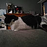 bed, black_and_white, blanket, bottle, cat, clutter, decor, dim_light, door, furniture, indoor, loaf_position, relaxing, room, rose, shelf, skull, stuffed_animal, table, wall
