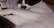 Mavice is registered to the contest to win money with this photo: animal, black_and_white, cat, chair, close_up, cushion, cute, domestic_animal, fabric, feline, fur, indoor, nap, pattern, pet, relaxing, resting, sleeping, whiskers, wood