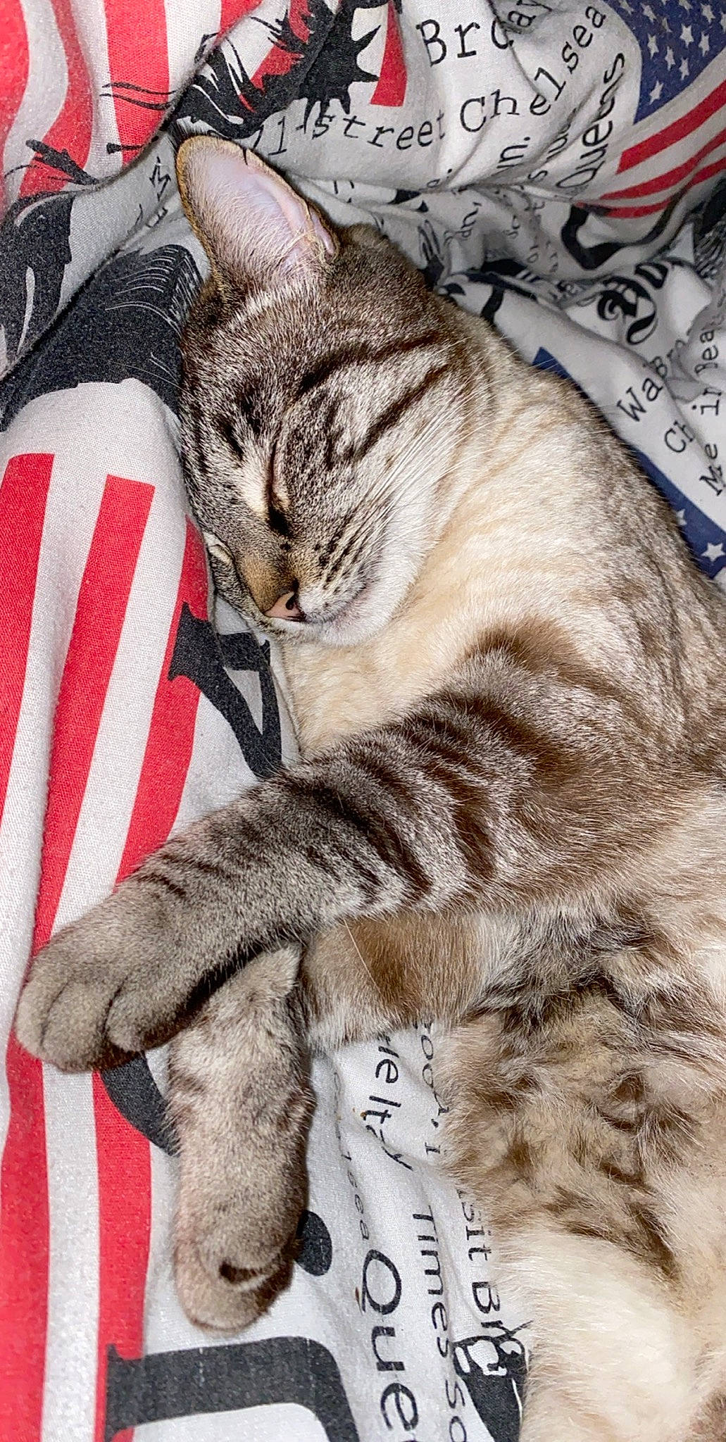 Kooki a rejoint le concours — aidez-le/la à gagner de superbes lots ! american_shorthair, asian, california_spangled, carnivore, cat, domestic_short_haired_cat, dragon_li, european_shorthair, felidae, fur, kitten, nap, paw, pixie_bob, small_to_medium_sized_cats, snout, tabby_cat, whiskers