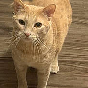 Blaze is registered to the contest to win money with this photo: beige, cat, chubby_cat, close_up, curious, domestic_cat, ears, eyes, feline, fur, hardwood_floor, indoor, looking_up, orange_cat, paws, pet, portrait, standing, whiskers, wood_texture