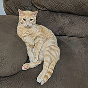 Blaze is registered to the contest to win money with this photo: cat, orange_tabby, pet, indoor, couch, sofa, fur, paw, tail, whiskers, lounging, feline, looking_at_camera, relaxed, domestic_animal, home, portrait, upholstery, sitting, cozy