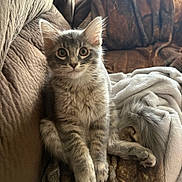 Cirdan is registered to the contest to win money with this photo: animal, blanket, cat, couch, cozy, cute, domestic, ears, feline, fluffy, fur, gray_tabby, indoor, kitten, pet, resting, sitting, soft, whiskers, young