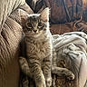 animal, blanket, cat, couch, cozy, cute, domestic, ears, feline, fluffy, fur, gray_tabby, indoor, kitten, pet, resting, sitting, soft, whiskers, young