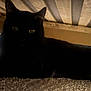 cat, black_cat, pet, under_bed, carpet, glowing_eyes, hiding, indoor, low_light, shadow, bed_frame, wood_slats, storage_box, wheel, paw, whiskers, cozy, shelter, floor, domestic_animal