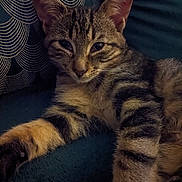 Loky participe au concours pour gagner de l'argent avec cette photo : animal, closeup, couch, cute, ears, feline, fur, indoor, kitten, pattern, pet, pillow, relaxed, resting, sleepy, soft_texture, striped, tabby_cat, whiskers, young_animal