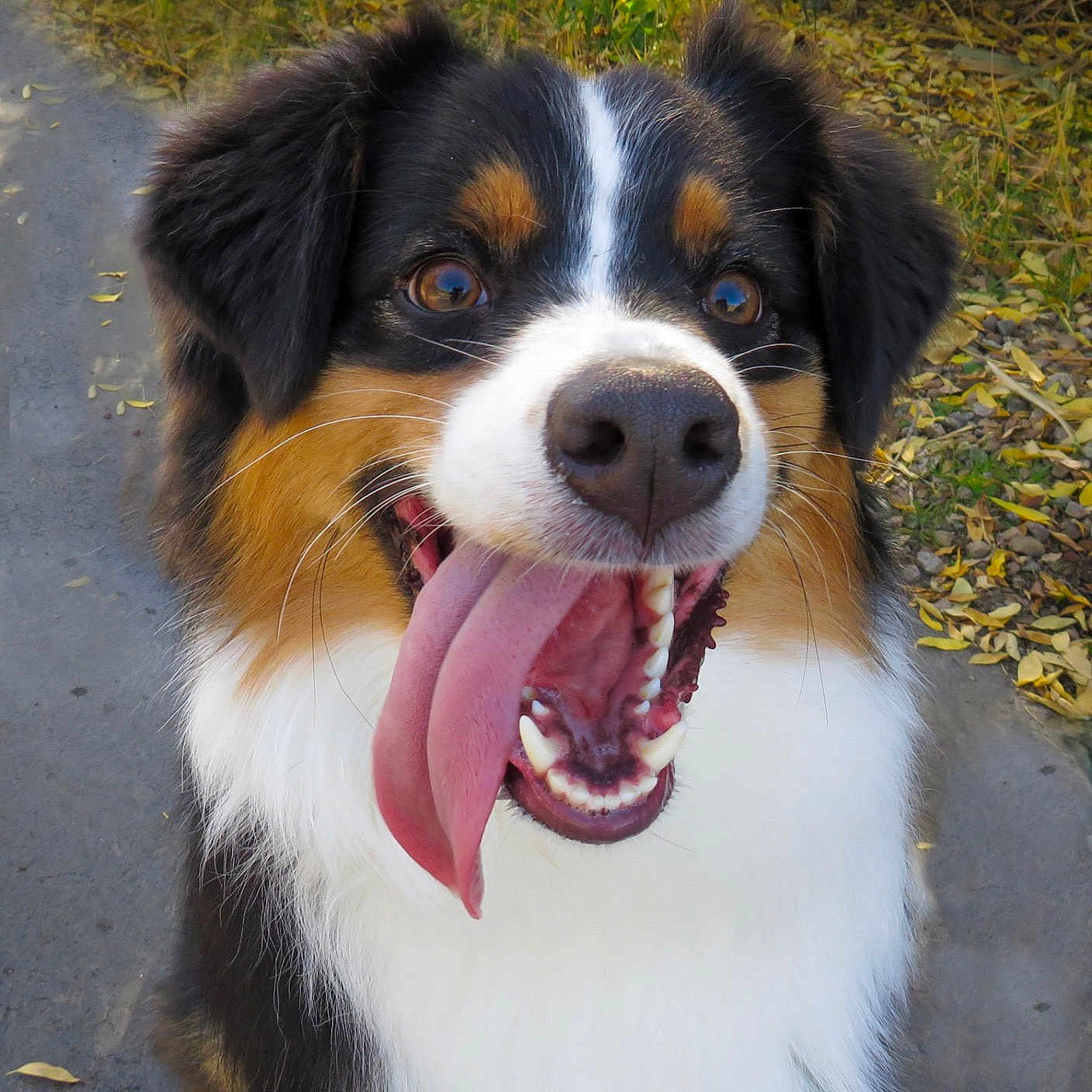 Murphy joined the competition — help win amazing prizes! accessories, animal, appenzeller, bodypart, canine, cockerspaniel, collie, dog, grass, hound, husky, mouth, papillon, person, pet, plant, puppy, strap, teeth, tongue