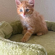 Leia joined the competition — help win amazing prizes! kitten, cat, orange_cat, blue_eyes, fluffy, pet_bed, indoor, curious, small, young, feline, animal, cute, soft, whiskers, ears, paw, resting, domestic_cat, cozy