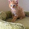 kitten, cat, orange_cat, blue_eyes, fluffy, pet_bed, indoor, curious, small, young, feline, animal, cute, soft, whiskers, ears, paw, resting, domestic_cat, cozy