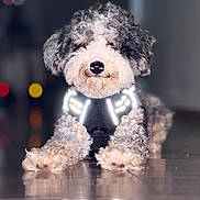 Charlie joined the competition — help win amazing prizes! dog, curly_fur, reflective_harness, lying_down, indoor, floor_reflection, pet, close_up, black_and_white, canine, fur, animal, companion, domestic_animal, cute, front_paws, portrait, indoor_lighting, focus, blurred_background